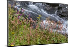 Canada, British Columbia, Selkirk Mountains. Leatherleaf saxifrage flowers and cascading stream.-Jaynes Gallery-Mounted Photographic Print