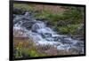 Canada, British Columbia, Selkirk Mountains. Leatherleaf saxifrage flowers and cascading stream.-Jaynes Gallery-Framed Photographic Print