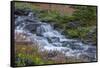 Canada, British Columbia, Selkirk Mountains. Leatherleaf saxifrage flowers and cascading stream.-Jaynes Gallery-Framed Stretched Canvas