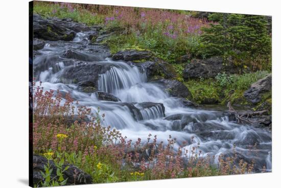 Canada, British Columbia, Selkirk Mountains. Leatherleaf saxifrage flowers and cascading stream.-Jaynes Gallery-Stretched Canvas