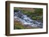 Canada, British Columbia, Selkirk Mountains. Leatherleaf saxifrage flowers and cascading stream.-Jaynes Gallery-Framed Photographic Print