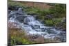 Canada, British Columbia, Selkirk Mountains. Leatherleaf saxifrage flowers and cascading stream.-Jaynes Gallery-Mounted Photographic Print