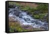 Canada, British Columbia, Selkirk Mountains. Leatherleaf saxifrage flowers and cascading stream.-Jaynes Gallery-Framed Stretched Canvas