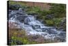 Canada, British Columbia, Selkirk Mountains. Leatherleaf saxifrage flowers and cascading stream.-Jaynes Gallery-Stretched Canvas