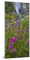 Canada, British Columbia, Selkirk Mountains. Monkeyflowers and waterfall.-Jaynes Gallery-Mounted Photographic Print