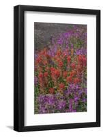 Canada, British Columbia, Selkirk Mountains. River beauty and paintbrush next to stream.-Jaynes Gallery-Framed Photographic Print