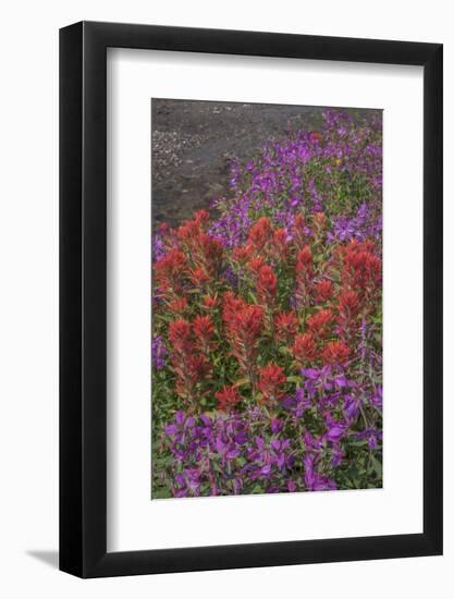 Canada, British Columbia, Selkirk Mountains. River beauty and paintbrush next to stream.-Jaynes Gallery-Framed Photographic Print