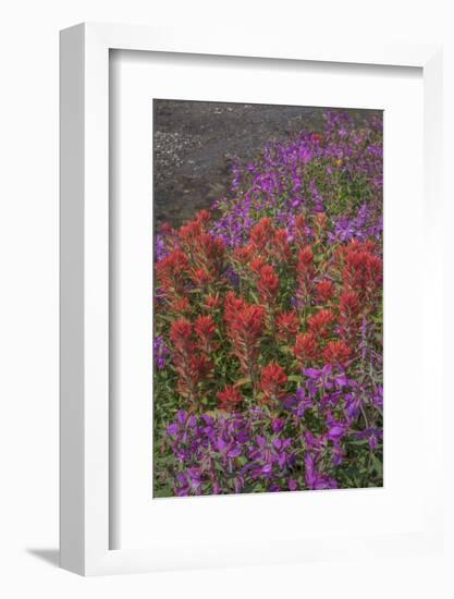 Canada, British Columbia, Selkirk Mountains. River beauty and paintbrush next to stream.-Jaynes Gallery-Framed Photographic Print