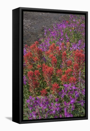 Canada, British Columbia, Selkirk Mountains. River beauty and paintbrush next to stream.-Jaynes Gallery-Framed Stretched Canvas