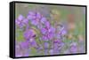 Canada, British Columbia, Selkirk Mountains. River beauty flowers close-up.-Jaynes Gallery-Framed Stretched Canvas