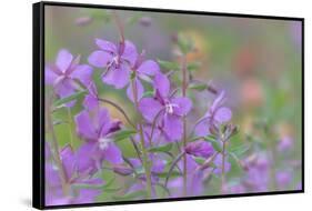 Canada, British Columbia, Selkirk Mountains. River beauty flowers close-up.-Jaynes Gallery-Framed Stretched Canvas