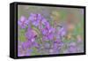 Canada, British Columbia, Selkirk Mountains. River beauty flowers close-up.-Jaynes Gallery-Framed Stretched Canvas