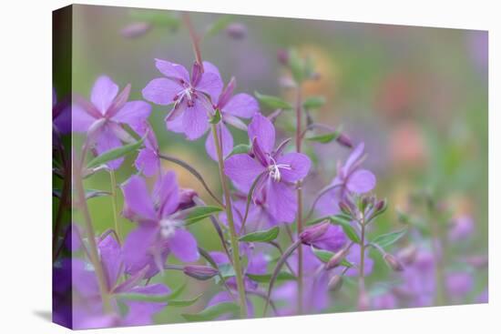 Canada, British Columbia, Selkirk Mountains. River beauty flowers close-up.-Jaynes Gallery-Stretched Canvas