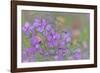 Canada, British Columbia, Selkirk Mountains. River beauty flowers close-up.-Jaynes Gallery-Framed Photographic Print