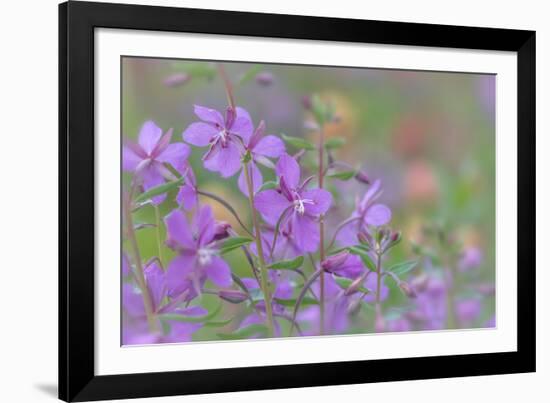 Canada, British Columbia, Selkirk Mountains. River beauty flowers close-up.-Jaynes Gallery-Framed Photographic Print