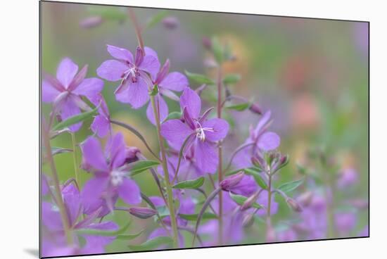 Canada, British Columbia, Selkirk Mountains. River beauty flowers close-up.-Jaynes Gallery-Mounted Photographic Print