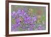 Canada, British Columbia, Selkirk Mountains. River beauty flowers close-up.-Jaynes Gallery-Framed Photographic Print