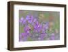 Canada, British Columbia, Selkirk Mountains. River beauty flowers close-up.-Jaynes Gallery-Framed Photographic Print