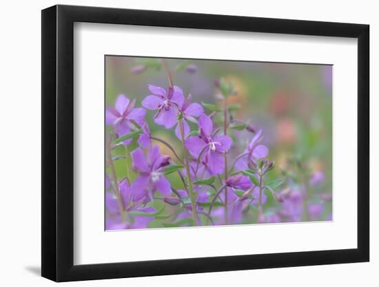 Canada, British Columbia, Selkirk Mountains. River beauty flowers close-up.-Jaynes Gallery-Framed Photographic Print