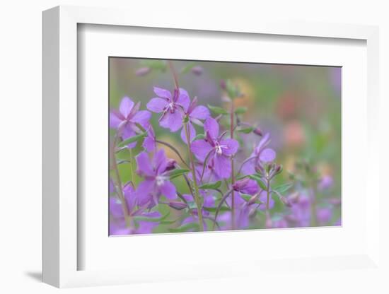 Canada, British Columbia, Selkirk Mountains. River beauty flowers close-up.-Jaynes Gallery-Framed Photographic Print