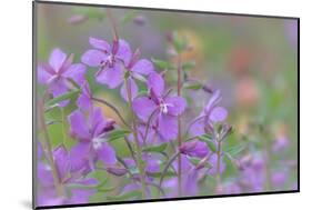 Canada, British Columbia, Selkirk Mountains. River beauty flowers close-up.-Jaynes Gallery-Mounted Photographic Print