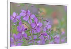 Canada, British Columbia, Selkirk Mountains. River beauty flowers close-up.-Jaynes Gallery-Framed Photographic Print
