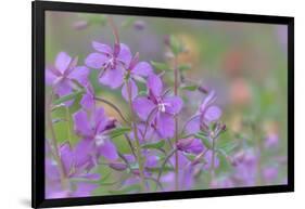 Canada, British Columbia, Selkirk Mountains. River beauty flowers close-up.-Jaynes Gallery-Framed Photographic Print