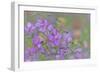 Canada, British Columbia, Selkirk Mountains. River beauty flowers close-up.-Jaynes Gallery-Framed Photographic Print