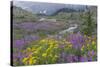 Canada, British Columbia, Selkirk Mountains. Wildflowers and stream in meadow.-Jaynes Gallery-Stretched Canvas