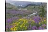 Canada, British Columbia, Selkirk Mountains. Wildflowers and stream in meadow.-Jaynes Gallery-Stretched Canvas