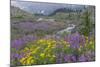 Canada, British Columbia, Selkirk Mountains. Wildflowers and stream in meadow.-Jaynes Gallery-Mounted Photographic Print