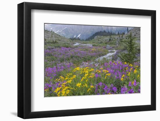 Canada, British Columbia, Selkirk Mountains. Wildflowers and stream in meadow.-Jaynes Gallery-Framed Photographic Print