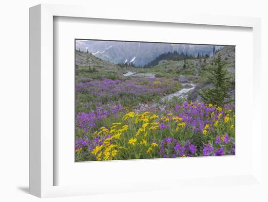 Canada, British Columbia, Selkirk Mountains. Wildflowers and stream in meadow.-Jaynes Gallery-Framed Photographic Print