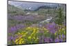 Canada, British Columbia, Selkirk Mountains. Wildflowers and stream in meadow.-Jaynes Gallery-Mounted Photographic Print