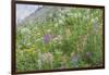 Canada, British Columbia, Selkirk Mountains. Wildflowers on hillside.-Jaynes Gallery-Framed Photographic Print