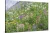 Canada, British Columbia, Selkirk Mountains. Wildflowers on hillside.-Jaynes Gallery-Stretched Canvas