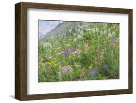 Canada, British Columbia, Selkirk Mountains. Wildflowers on hillside.-Jaynes Gallery-Framed Photographic Print