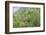 Canada, British Columbia, Selkirk Mountains. Wildflowers on hillside.-Jaynes Gallery-Framed Photographic Print