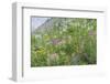 Canada, British Columbia, Selkirk Mountains. Wildflowers on hillside.-Jaynes Gallery-Framed Photographic Print