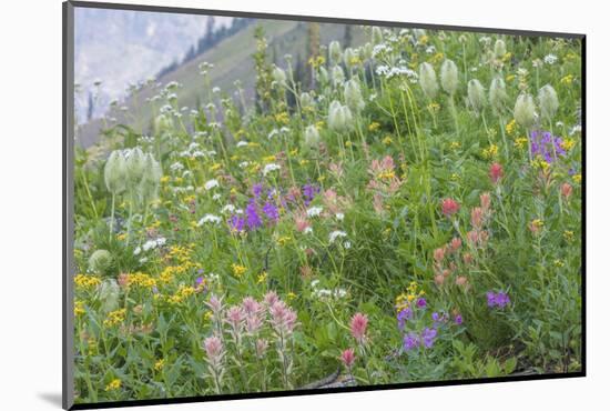 Canada, British Columbia, Selkirk Mountains. Wildflowers on hillside.-Jaynes Gallery-Mounted Photographic Print