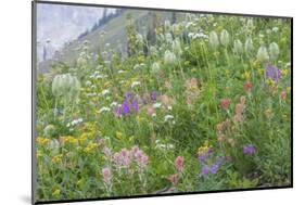 Canada, British Columbia, Selkirk Mountains. Wildflowers on hillside.-Jaynes Gallery-Mounted Photographic Print