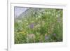 Canada, British Columbia, Selkirk Mountains. Wildflowers on hillside.-Jaynes Gallery-Framed Photographic Print