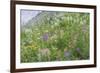 Canada, British Columbia, Selkirk Mountains. Wildflowers on hillside.-Jaynes Gallery-Framed Photographic Print