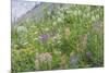 Canada, British Columbia, Selkirk Mountains. Wildflowers on hillside.-Jaynes Gallery-Mounted Photographic Print