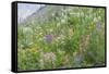 Canada, British Columbia, Selkirk Mountains. Wildflowers on hillside.-Jaynes Gallery-Framed Stretched Canvas