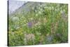 Canada, British Columbia, Selkirk Mountains. Wildflowers on hillside.-Jaynes Gallery-Stretched Canvas