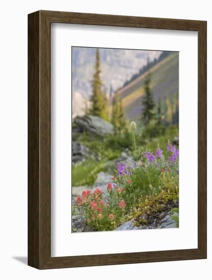 Canada, British Columbia, Selkirk Mountains. Wildflowers on rocky hillside.-Jaynes Gallery-Framed Photographic Print