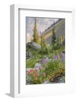 Canada, British Columbia, Selkirk Mountains. Wildflowers on rocky hillside.-Jaynes Gallery-Framed Photographic Print