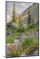 Canada, British Columbia, Selkirk Mountains. Wildflowers on rocky hillside.-Jaynes Gallery-Mounted Photographic Print