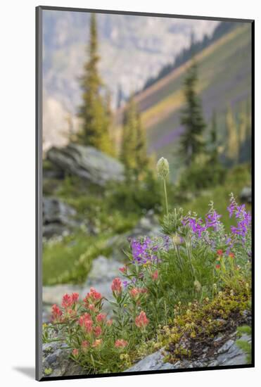 Canada, British Columbia, Selkirk Mountains. Wildflowers on rocky hillside.-Jaynes Gallery-Mounted Photographic Print